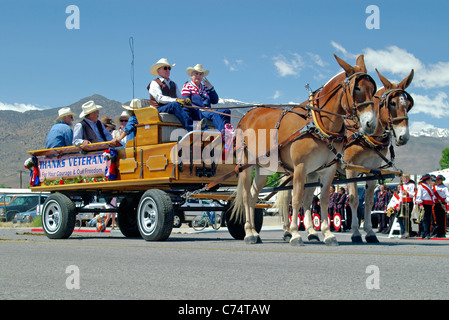 USA, California, Bishop 37th Mule Days, Parade, Mule drawn vehicle, team 2006 Stock Photo