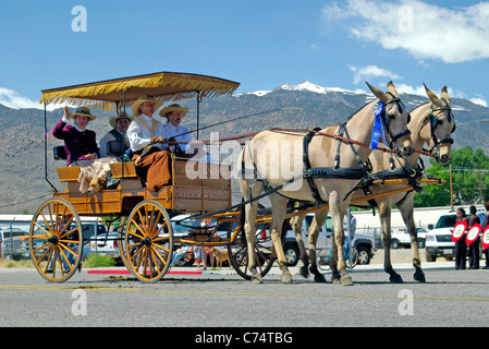 USA, California, Bishop 37th Mule Days, Parade, Matched pair mules 2006 Stock Photo
