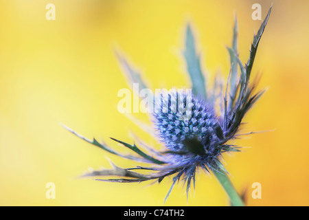 Purple thistle in spring Stock Photo