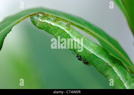 Chalcid parasitic wasp (Chalcidoidea sp.) laying eggs on a Hebrew Character moth caterpillar (Orthosia gothica) Stock Photo