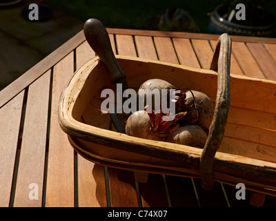 Close up of freshly dug beetroot beets root vegetable veg vegetables in a wooden trug in summer England UK United Kingdom GB Great Britain Stock Photo