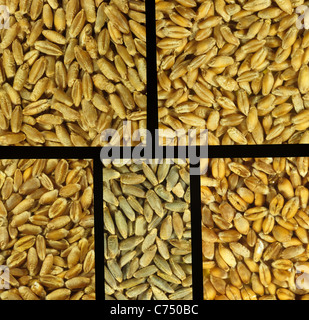 Triticale, rye and wheat grains Stock Photo