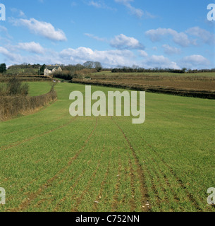 Barley yellow mosaic virus (BaYMV) patches of disease in young barley crop, Devon Stock Photo