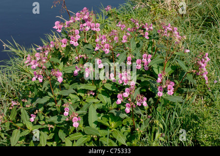 Himalayan balsam (Impatiens gladulifera) flowering on the bank of the River Axe