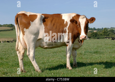 Red & white Friesian dairy cow on summer grass, Devon Stock Photo