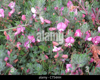 Rest-harrow (Ononis repens) flowering plants in coastal grassland Stock Photo