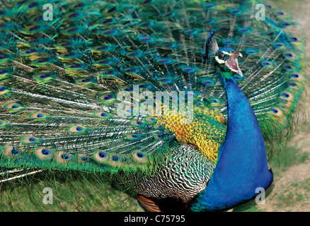 France, Gardens of Marqueyssac: Screaming Blue Peacock (Pavo cristatus) Stock Photo
