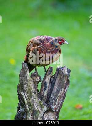 Pheasant juvenile male Phasianus colchicus in heavy moult perched on branch Stock Photo