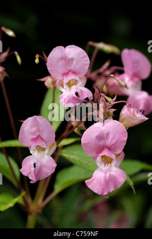 Himalayan balsam (Impatiens gladulifera) flowers and seedpods