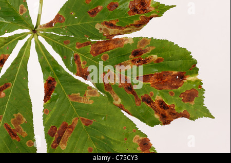 Damage to horse chestnut foliage caused by leafminer (Cameraria ohridella) larvae Stock Photo