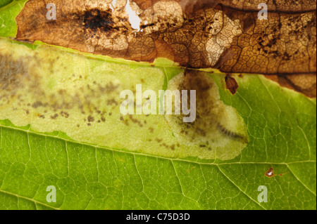Larva of horse chestnut leafminer (Cameraria ohridella) in mine in Aesculus hippocastanum leaf Stock Photo