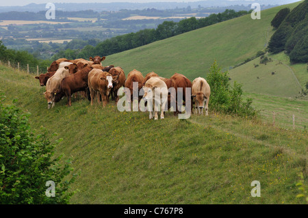 A herd of cows on the top of Hod Hill, an iron age hill fort, Dorset UK Stock Photo