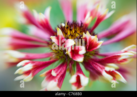 Single Gaillardia ‘Pantomime’ Blanket flower flowers Stock Photo