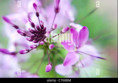 Close-up image of the beautiful summer flowering Cleome hassleriana 'Violet Queen' pink flower Stock Photo