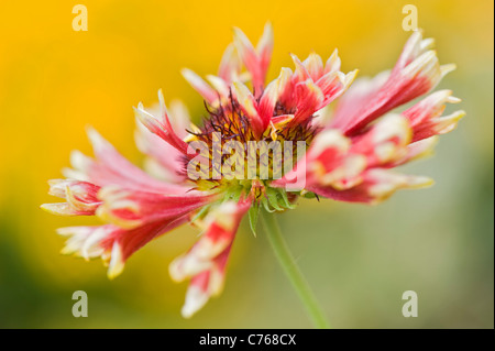 Single Gaillardia ‘Pantomime’ Blanket flower flowers Stock Photo