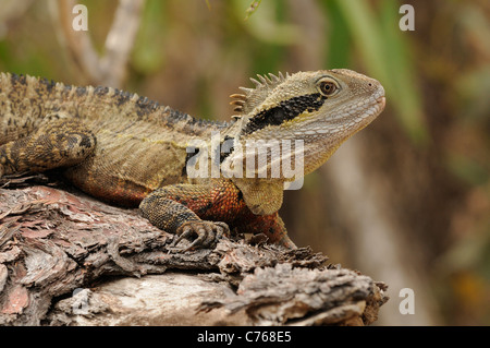 Eastern Water Dragon Physignathus lesueurii Photographed in Queensland, Australia Stock Photo