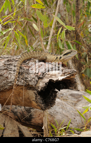 Eastern Water Dragon Physignathus lesueurii Photographed in Queensland, Australia Stock Photo