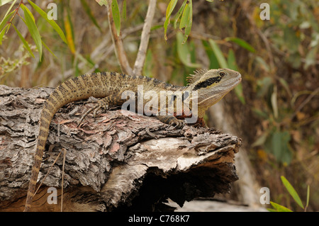 Eastern Water Dragon Physignathus lesueurii Photographed in Queensland, Australia Stock Photo