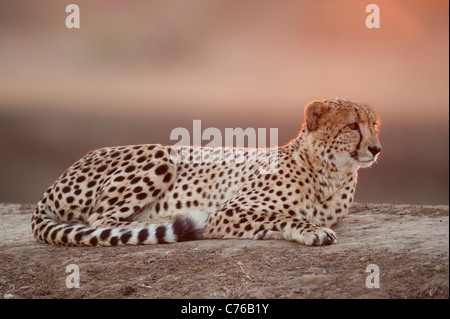 Cheetah at sunset (Acinonyx jubatus), Phinda Game Reserve, South Africa Stock Photo