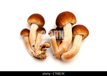 Pioppini Mushrooms on a white background Stock Photo