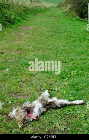 A dead hare or rabbit, lying on a footpath in the countryside. Stock Photo