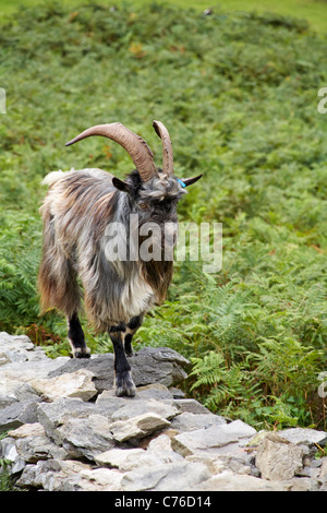 Cheviot goat, wild feral goat, standing on wall at Valley of the Rocks, Lynton, Exmoor, Devon UK in August - goats Stock Photo
