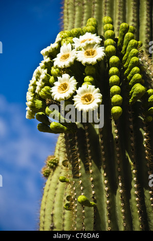 The Saguaro, pronounced 'sah-wah-roh', (Carnegiea gigantea) is a large, tree-sized cactus species in the monotypic  Carnegiea. Stock Photo