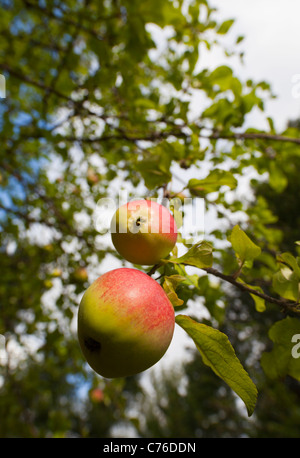 Two ripe apples at Autumn in apple tree branch , Finland Stock Photo