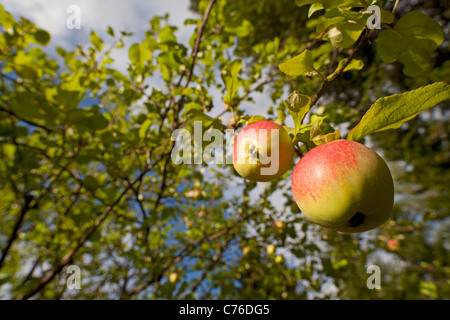 Two ripe apples at Autumn in apple tree branch , Finland Stock Photo