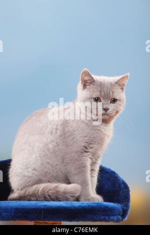British Shorthair Cat, kitten, lilac, 4 months