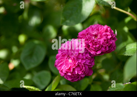 Rosa ‘De Rescht’, Damask Portland Rose, in flower Stock Photo