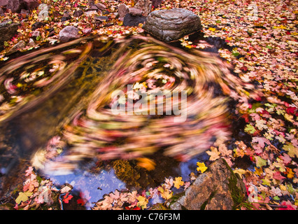 Fall color is at it's peak at Workman Creek in the Sierra Ancha Mountains in central Arizona. Stock Photo