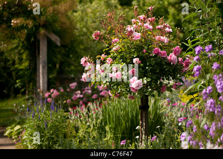 Rosa bonica ‘Meidomonac’, Rose Bonica, in flower Stock Photo