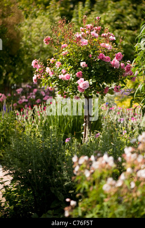 Rosa bonica ‘Meidomonac’, Rose Bonica, in flower Stock Photo