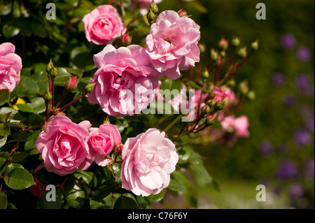 Rosa bonica ‘Meidomonac’, Rose Bonica, in flower Stock Photo