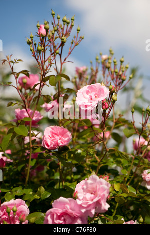 Rosa bonica ‘Meidomonac’, Rose Bonica, in flower Stock Photo