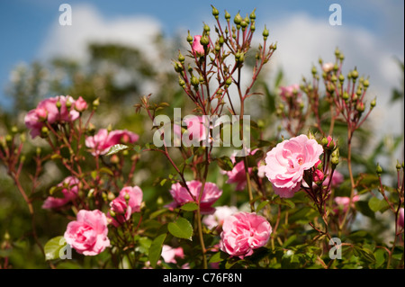 Rosa bonica ‘Meidomonac’, Rose Bonica, in flower Stock Photo