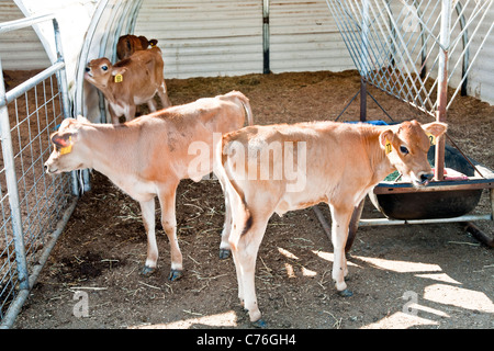 soft eyed Jersey calves in feeding pen at organic dairy farm near Lyndon Whatcom County Washington Stock Photo