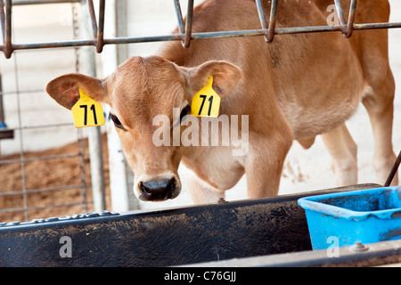 Jersey calf with ID tagged ears approaches feeding trough in pen at organic dairy near Lyndon Whatcom County Washington State Stock Photo