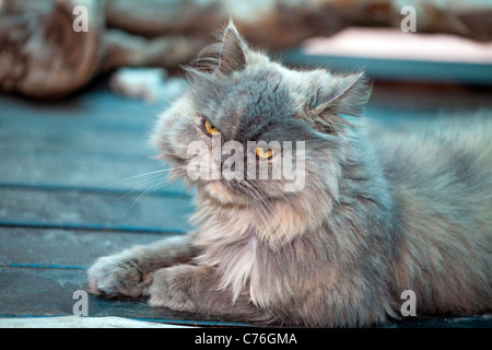Persian cat found wondering in the woods Stock Photo