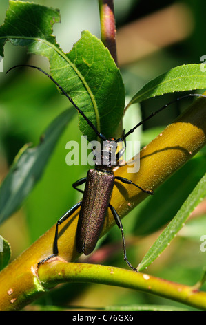 Musk beetle (Aromia moschata) Stock Photo