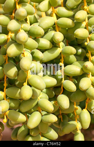 Bunches of dates on the palms Stock Photo