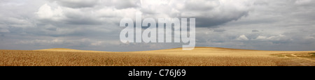 The panorama image of the Russian rye field Stock Photo - Alamy