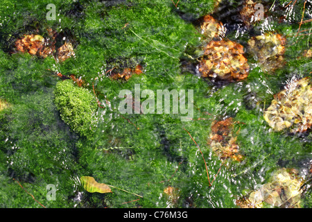 Algae in the river, riverbed colored green Stock Photo