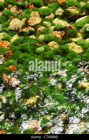 Algae in the river, riverbed colored green Stock Photo