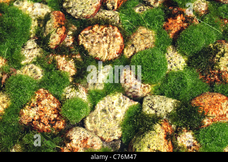 algae in the river, riverbed colored green Stock Photo