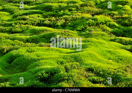 Green Moss background. Stock Photo