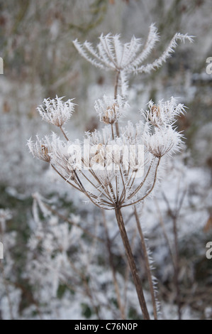 Seed heads of the Common Hogweed (Heracleum Sphondylium) coated in hoarfrost in winter. Dorset, England, United Kingdom. Stock Photo