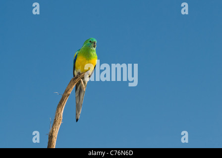 Male Red-rumped parrot,aka grass parrot, Psephotus haematontus perched on a sunflower stalk. Stock Photo
