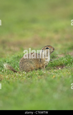 European Souslik or Ground Squirrel (Spermophilus citellus) Stock Photo